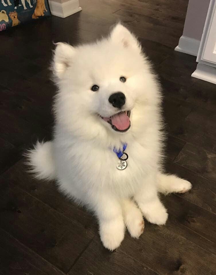 fluffy cloud - Dog, Samoyed, Milota