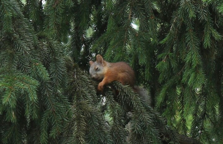 Good morning - The photo, Morning, Good morning, Squirrel