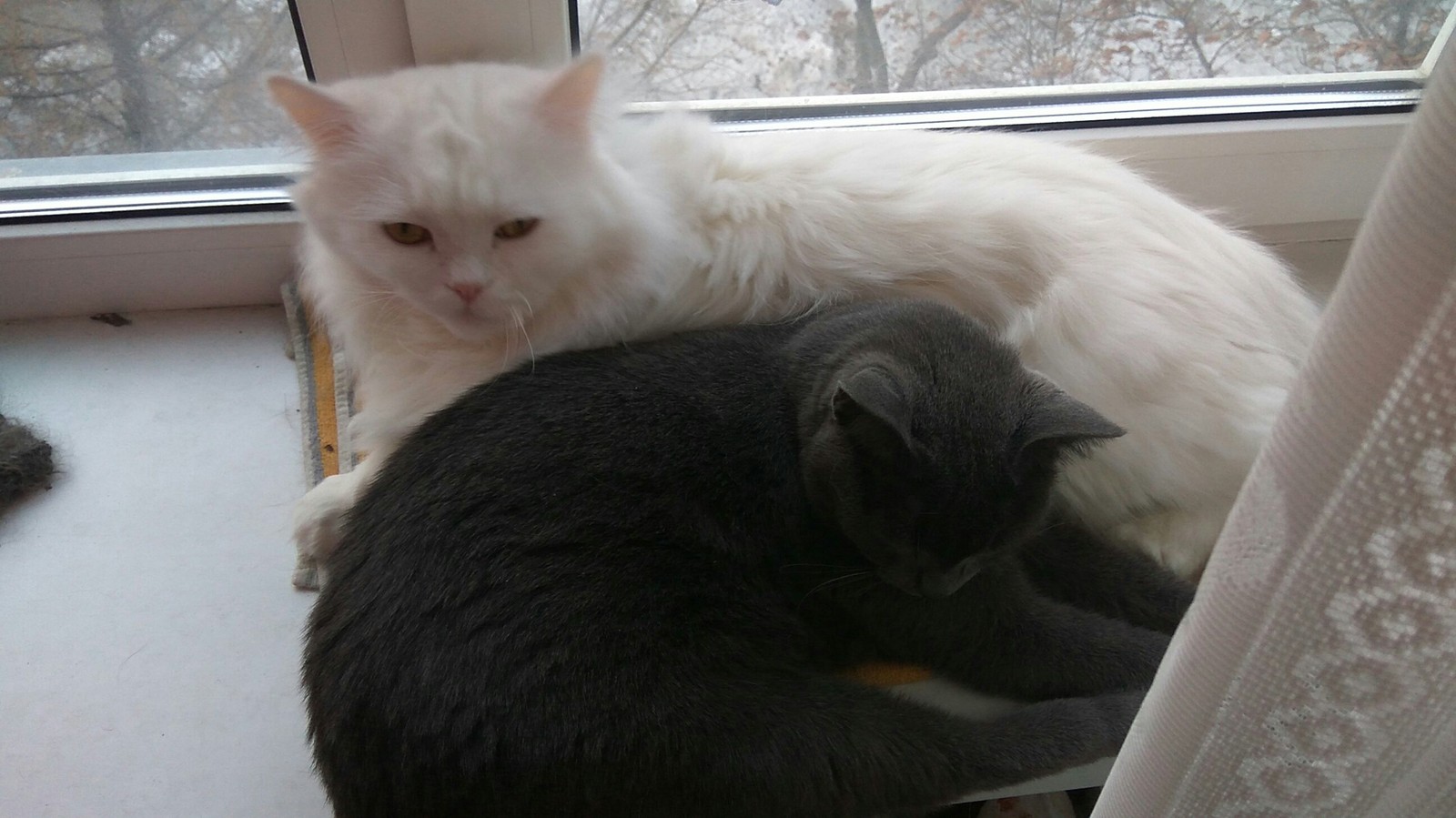 Yin and Yang)) - My, cat, Love