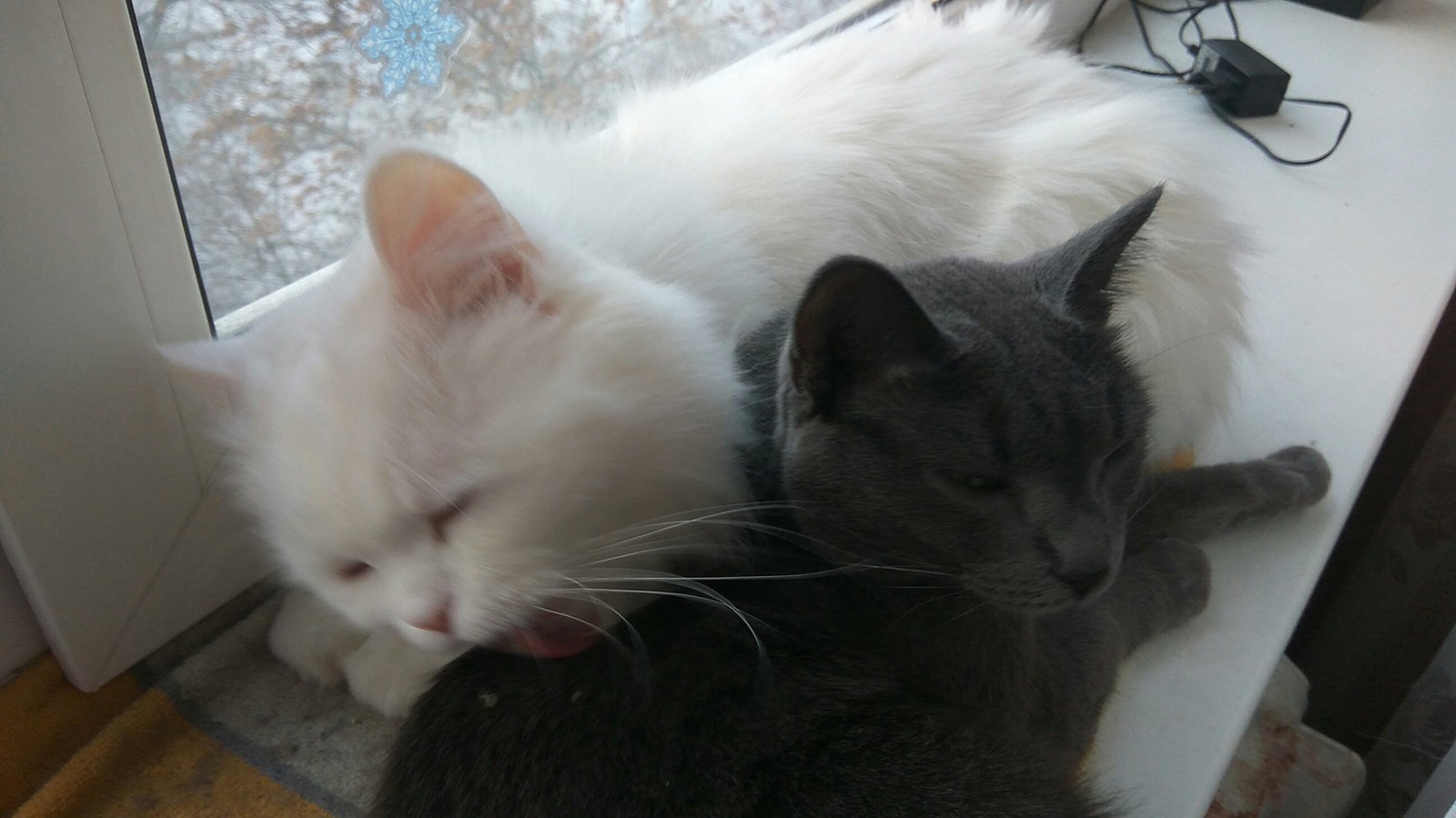 Yin and Yang)) - My, cat, Love