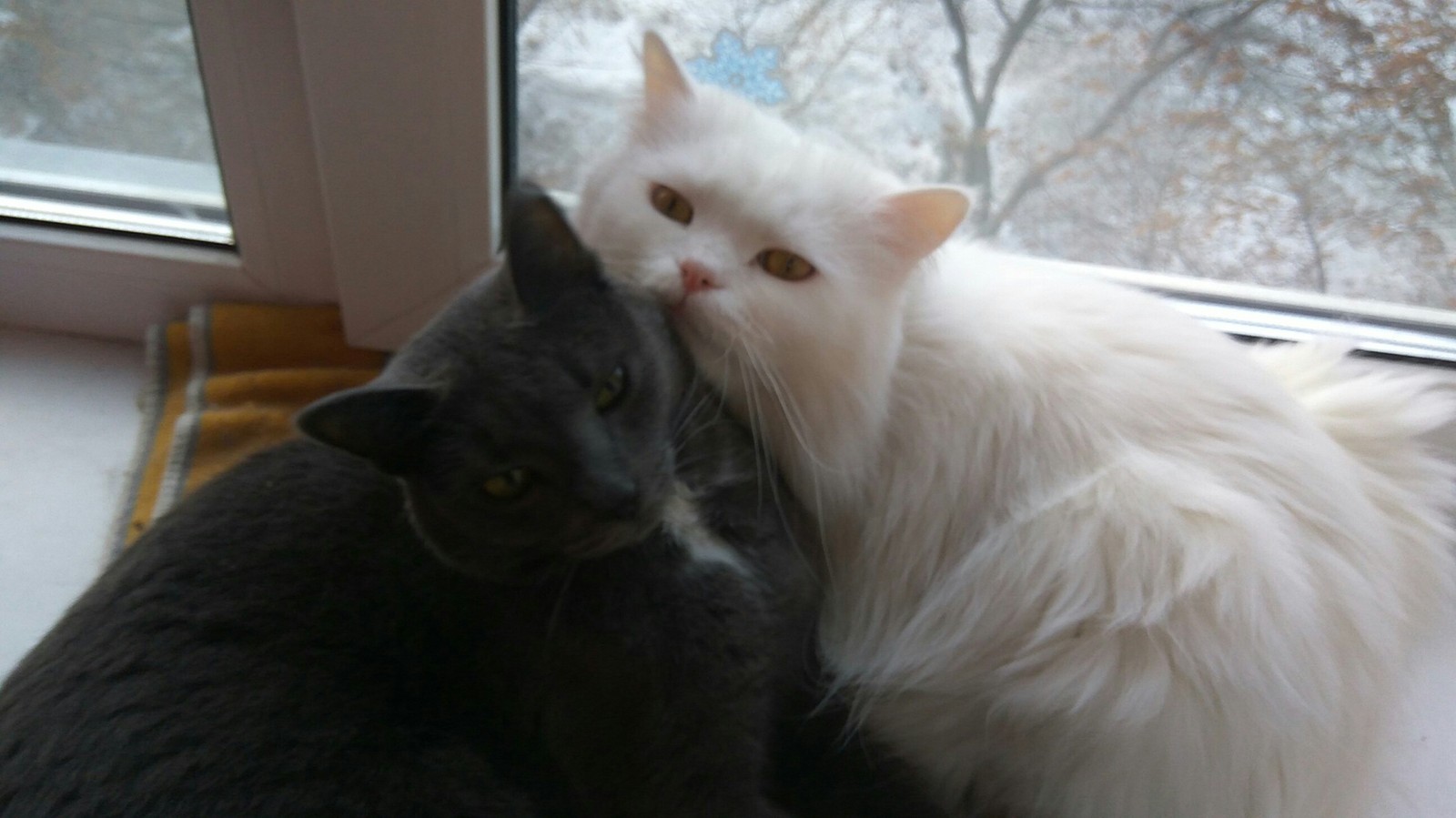 Yin and Yang)) - My, cat, Love