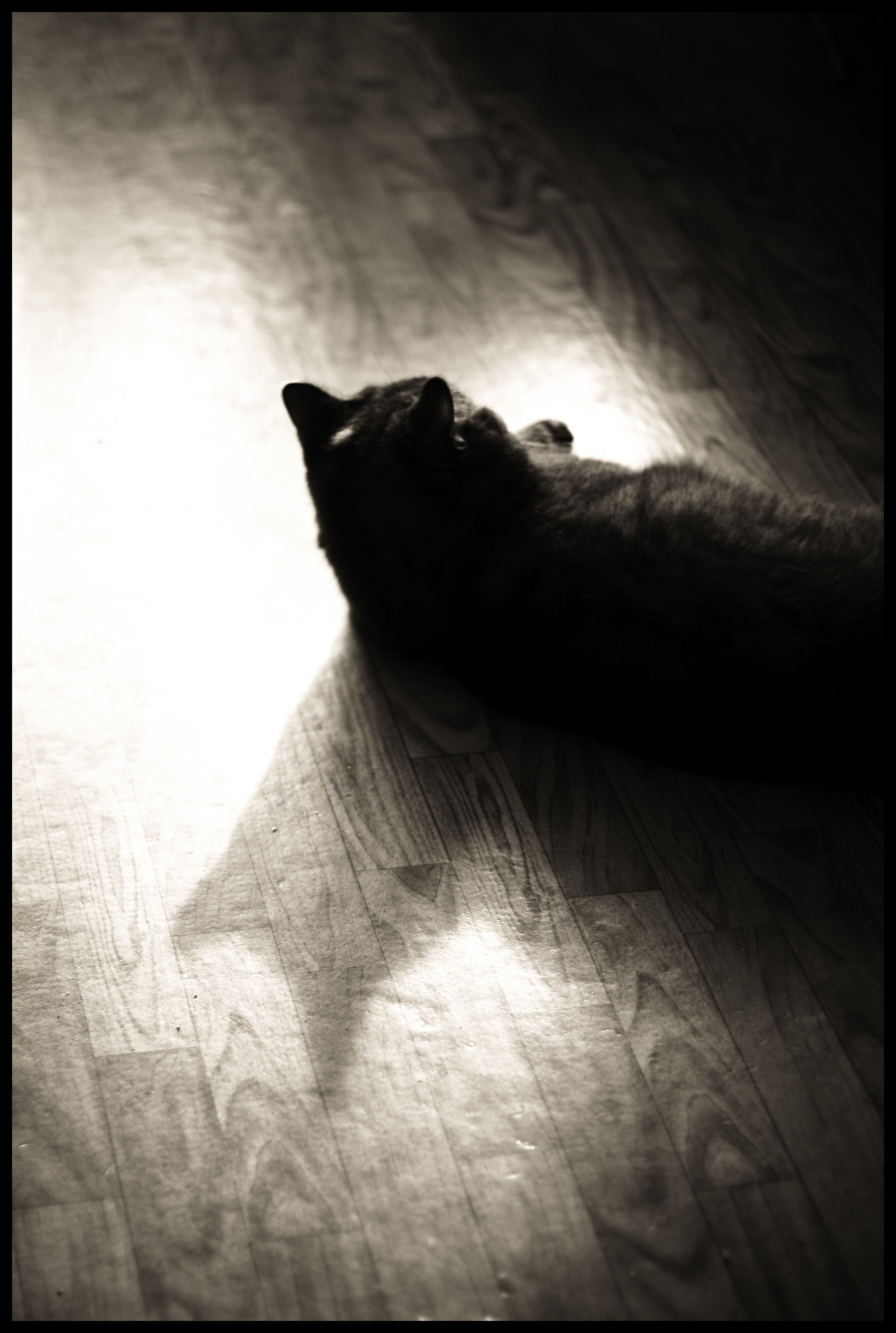 The cat and his shadow. - My, , cat, Shadow