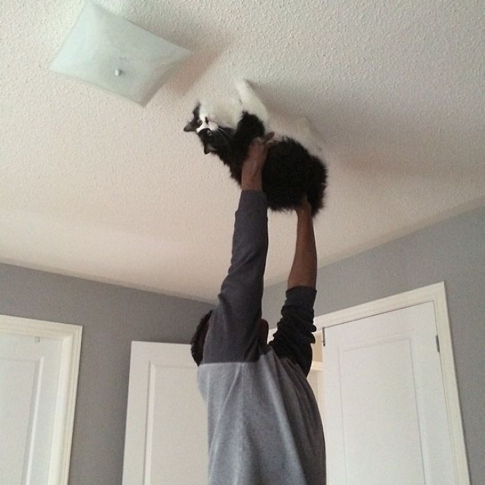 When you try to teach a cat to walk on the ceiling - cat, Milota