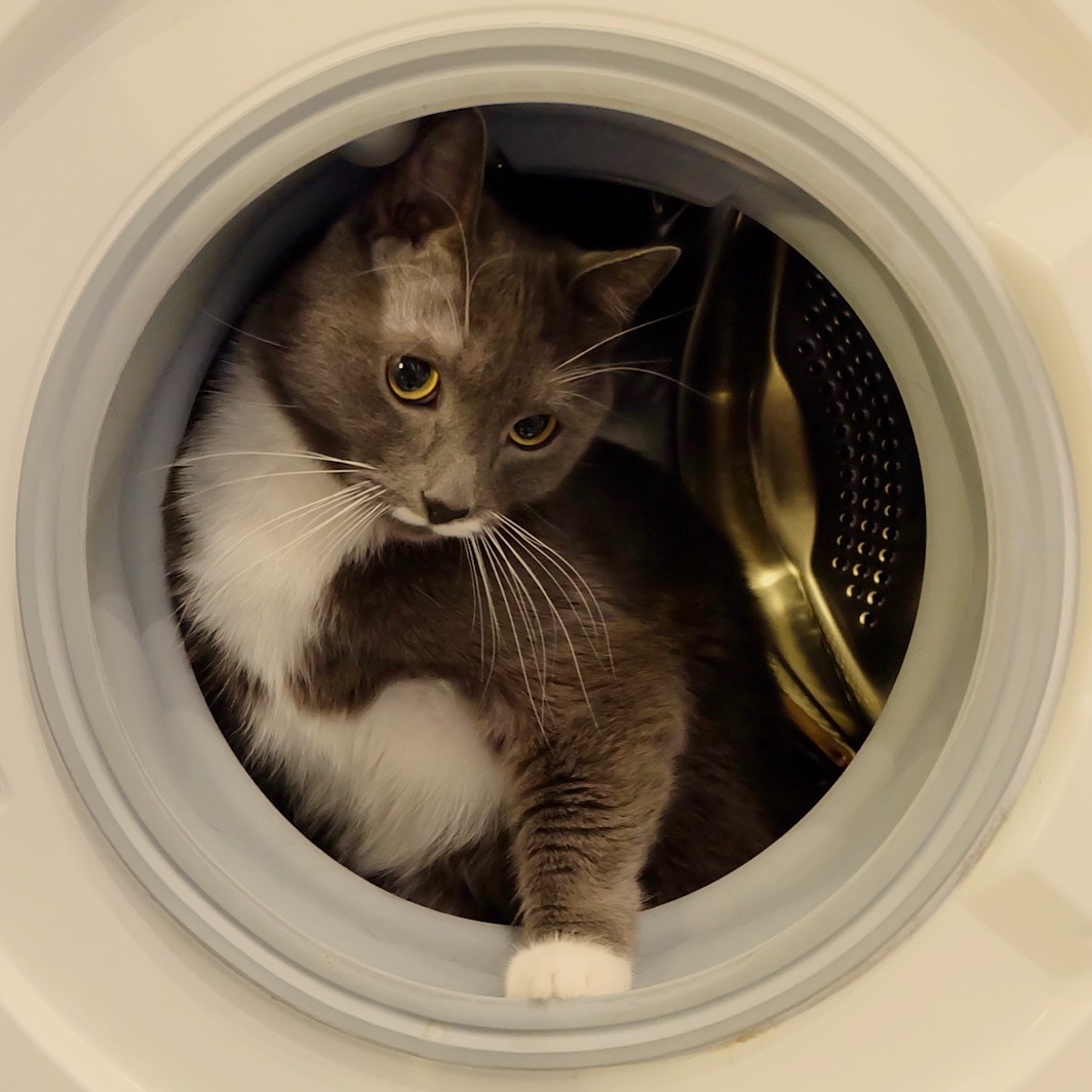 Do not yell at me - My, cat, Washing machine