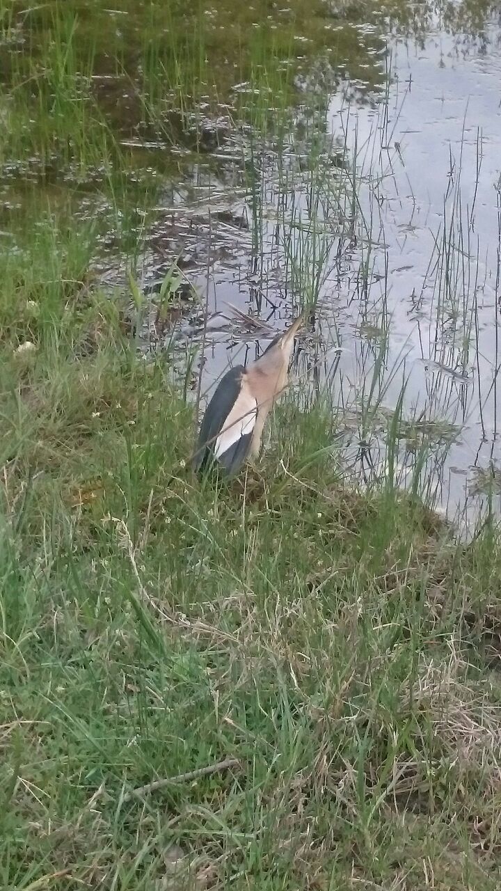 What kind of bird? - Birds, Bird watchers, Help, Longpost