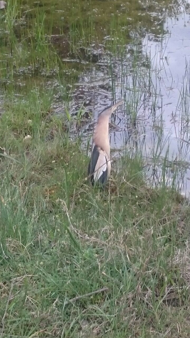 What kind of bird? - Birds, Bird watchers, Help, Longpost