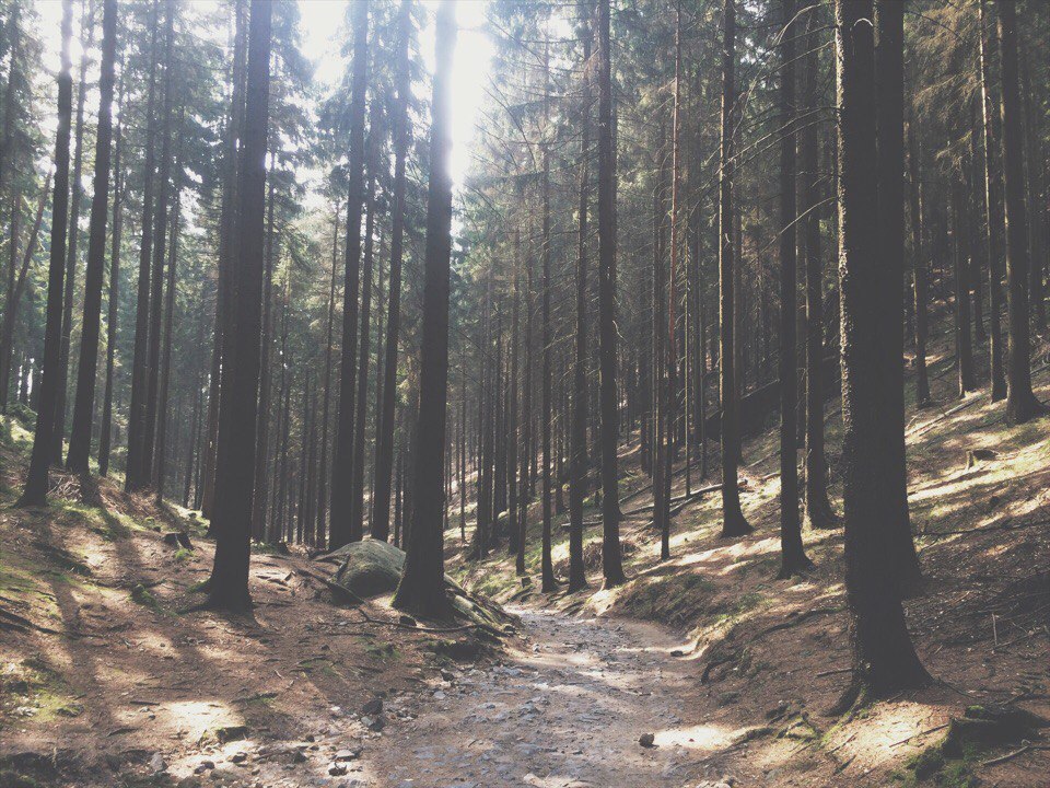 Bohemian Switzerland National Park - My, Czech, , Travels, Longpost