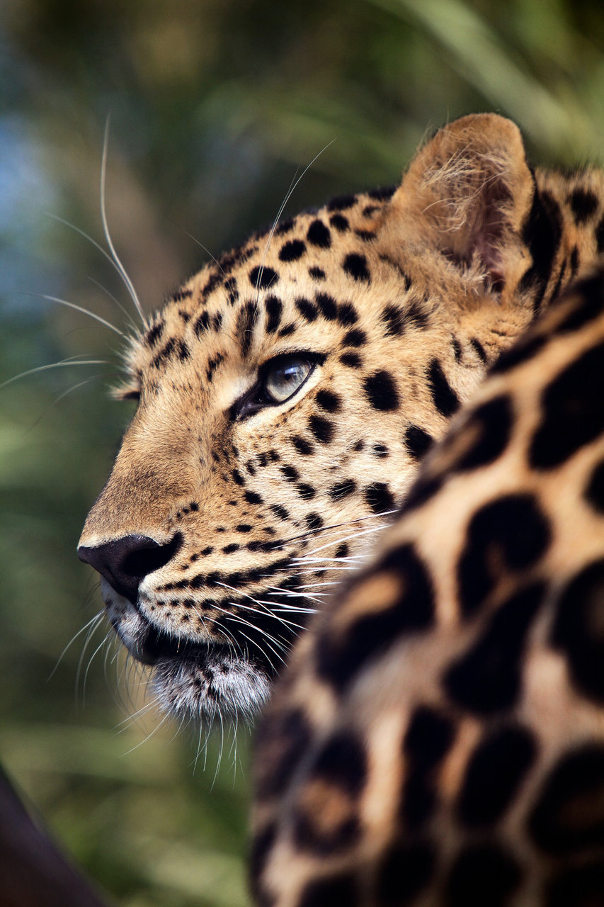 Big cats diiiinnopost. - The photo, Big cats, Cheetah, Leopard, Snow Leopard, a lion, Longpost, Cat family, Animals