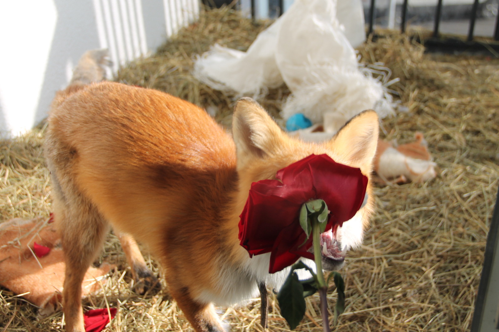 fox and rose - My, Fox, Domestic fox, Sonya the domestic fox, Domestic foxes, Yummy, Video, Longpost