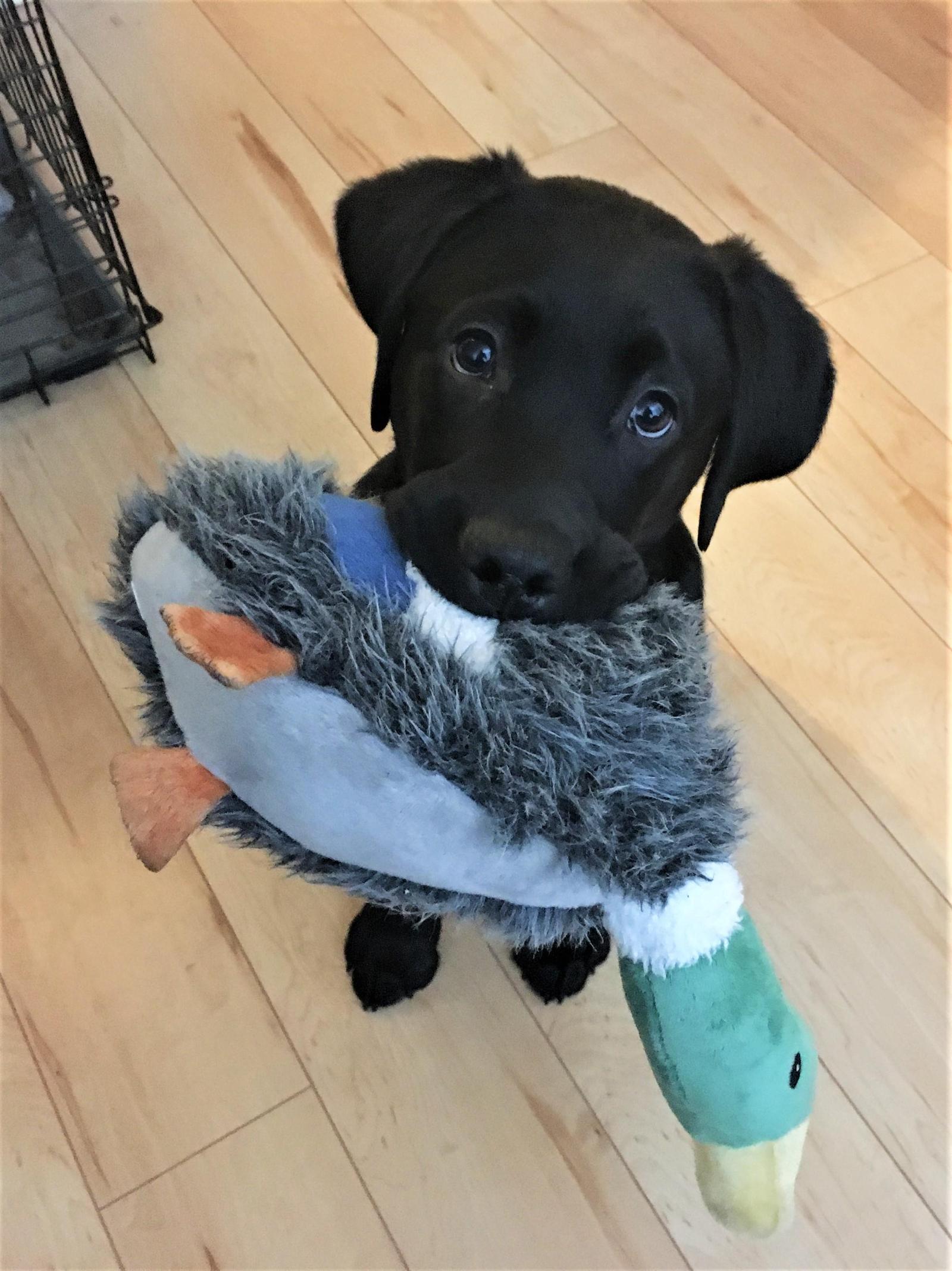 I would go hunting ... Let them teach me! - Dog, Puppies, Labrador, Duck, Soft toy