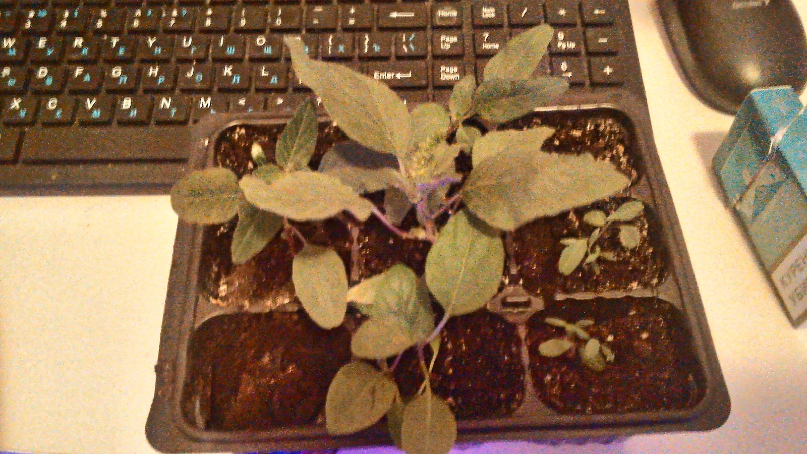 Help identify the plant - My, Plants, Help