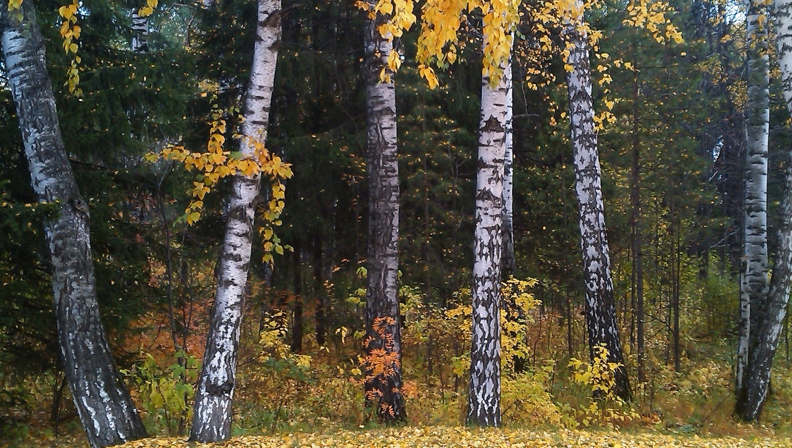 Old photos from the phone - My, The photo, Autumn, Tree, Novosibirsk