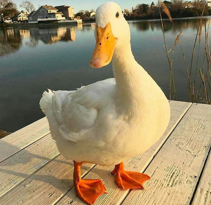 duck) - Duck, Handsome, Animals