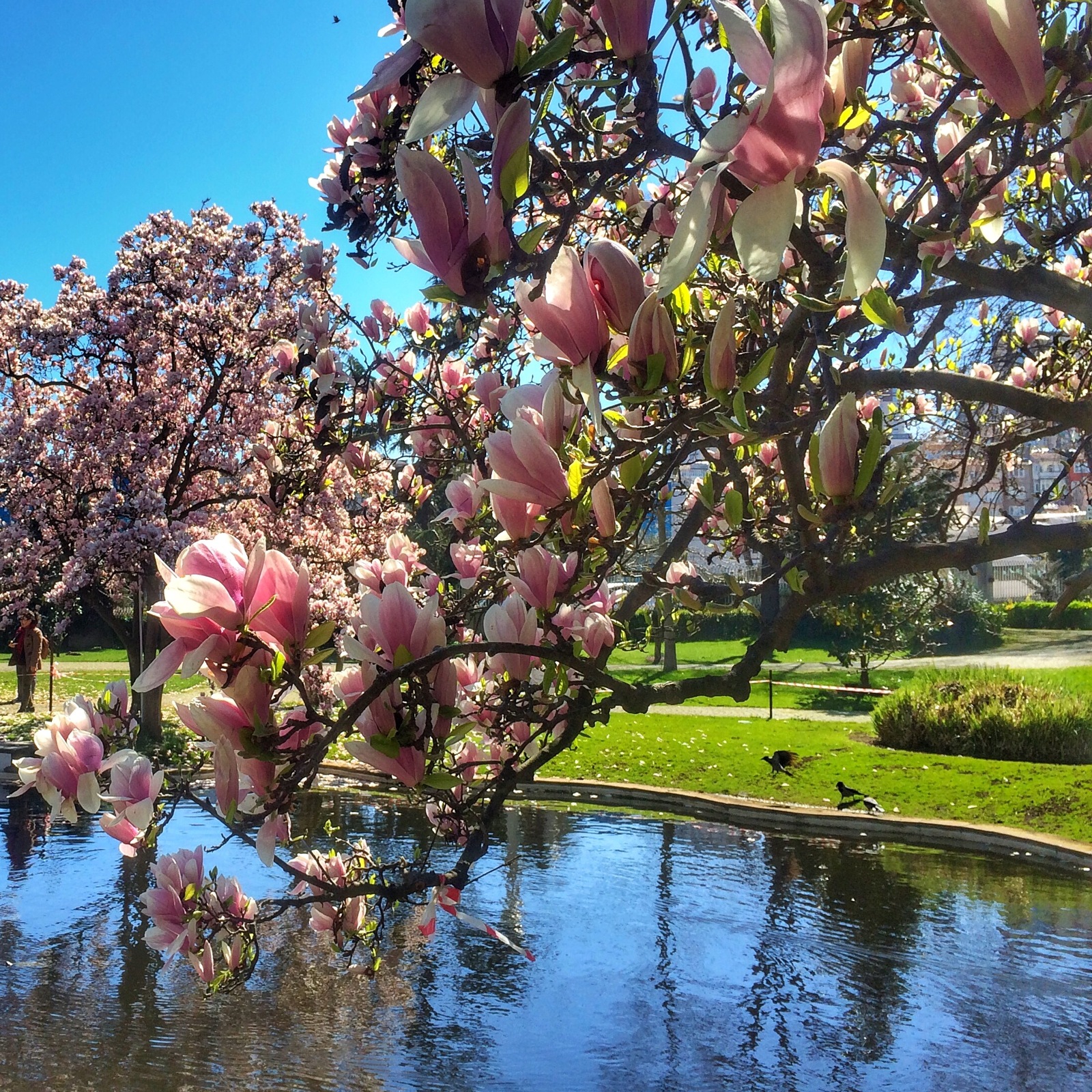 Spring. - My, Magnolia, Spring, Istanbul