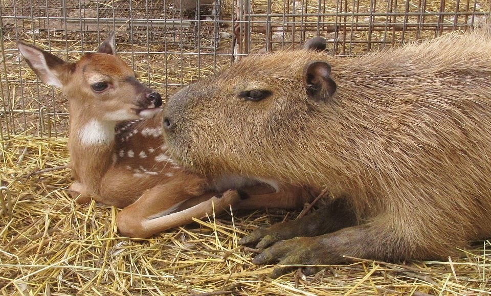 Capybara Cheesecake is the friendliest animal in the shelter =) - Capybara, Animals, Longpost, Dog