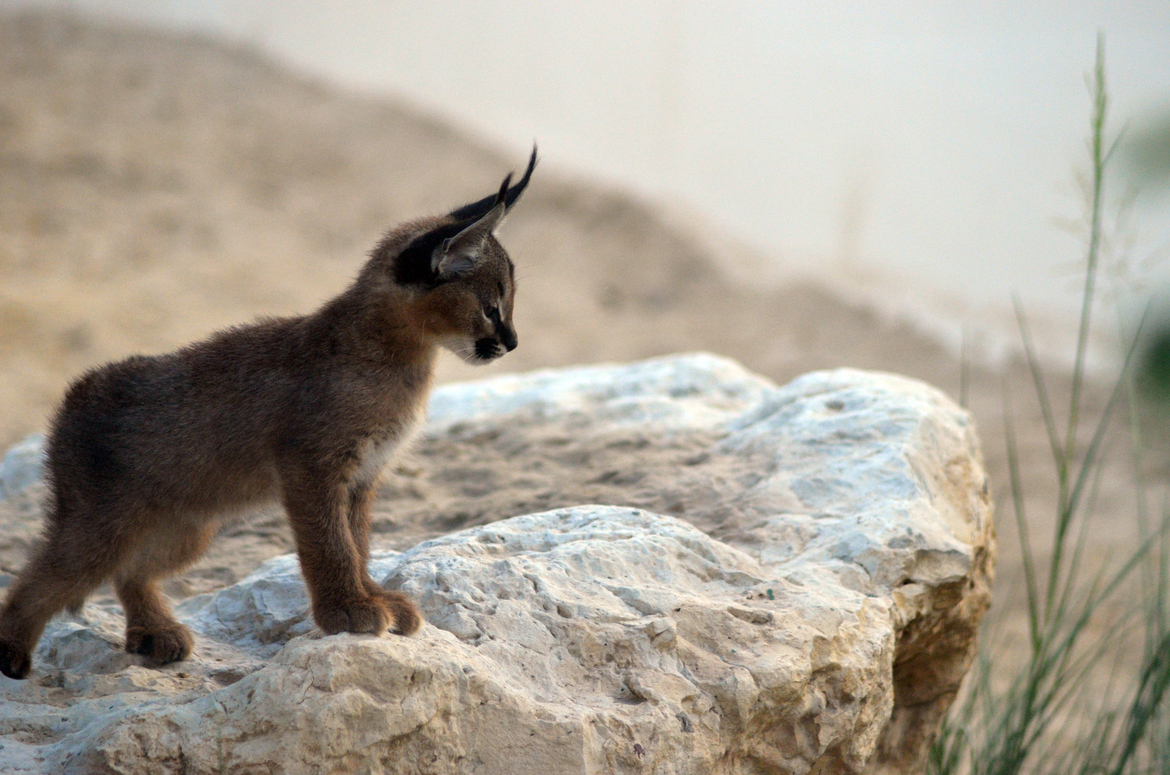 Tassels on the ears post. - The photo, Lynx, Caracal, Animals, Nature, Longpost, Small cats, Cat family