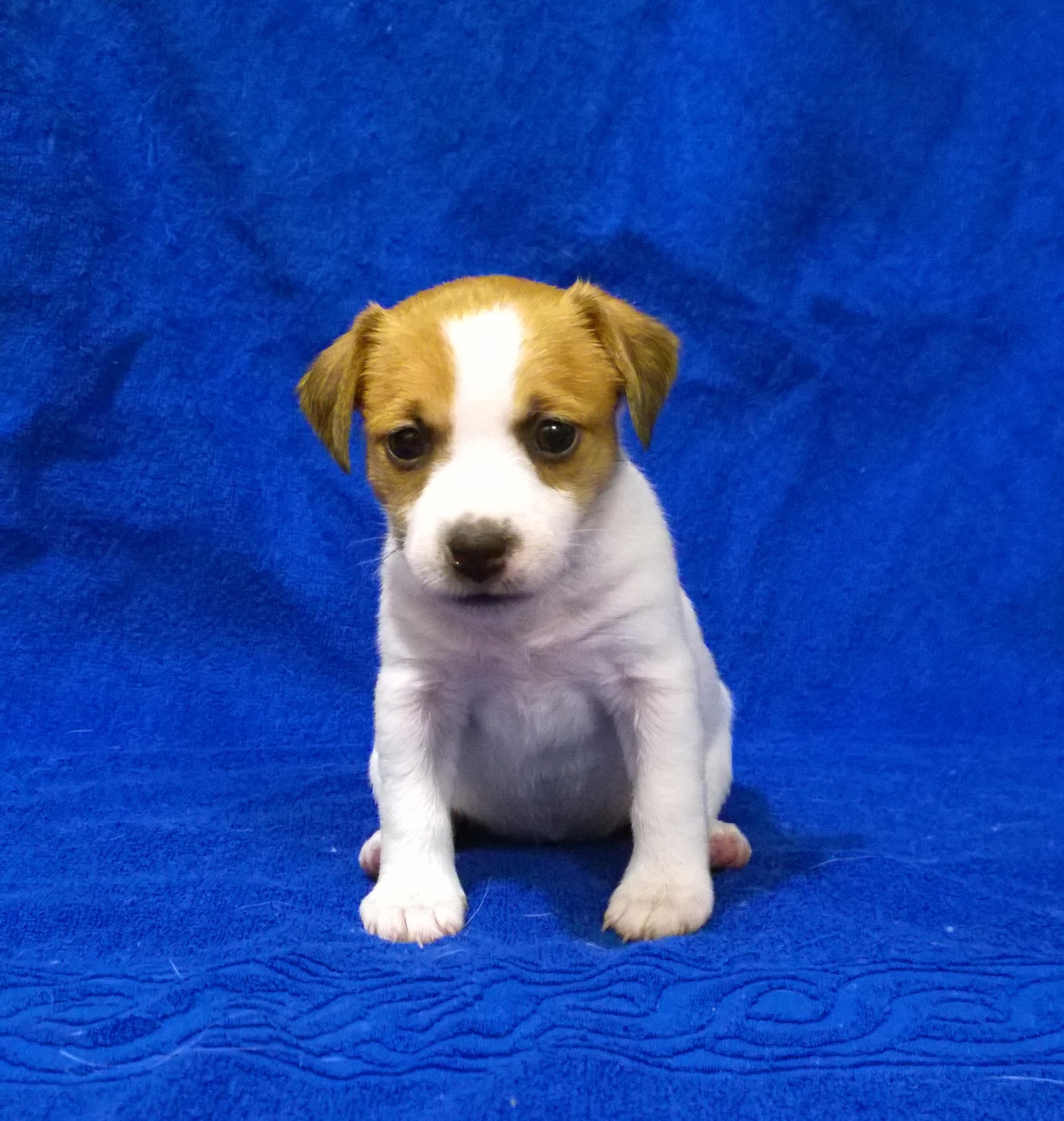 What is the cost of a thoroughbred puppy - My, , Jack Russell Terrier, Puppies, Dog, Breeders, Nursery, Milota, Longpost