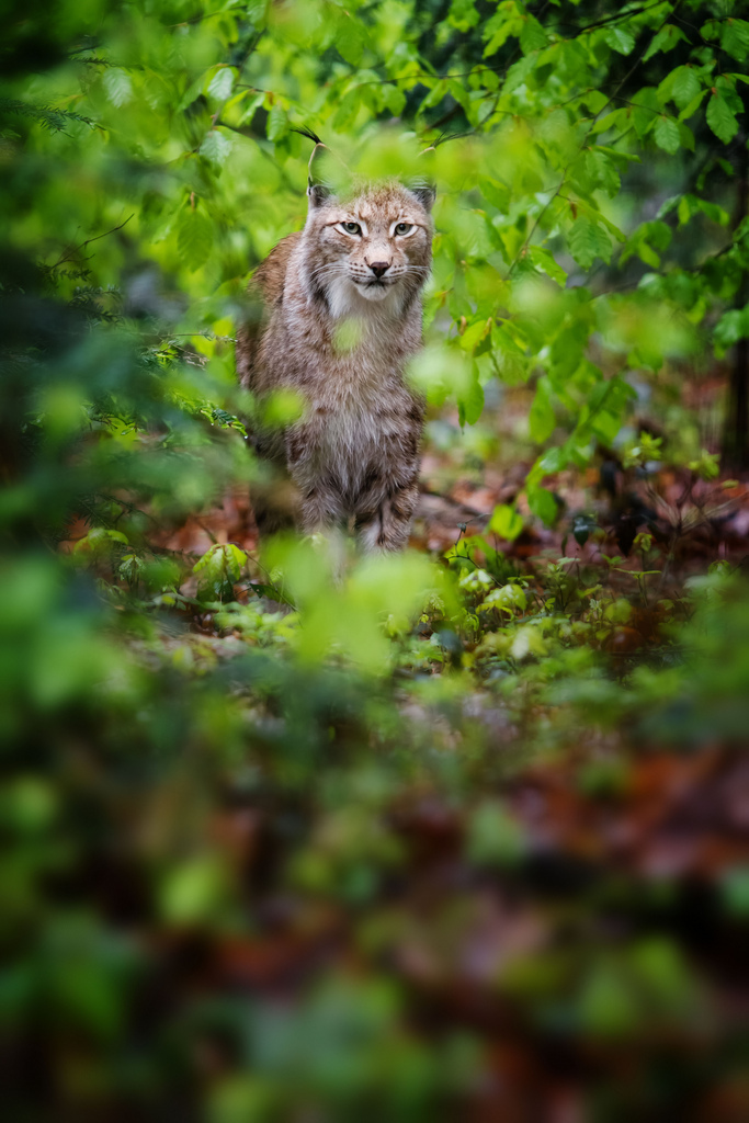 Tassels on the ears post. - The photo, Lynx, Caracal, Animals, Nature, Longpost, Small cats, Cat family