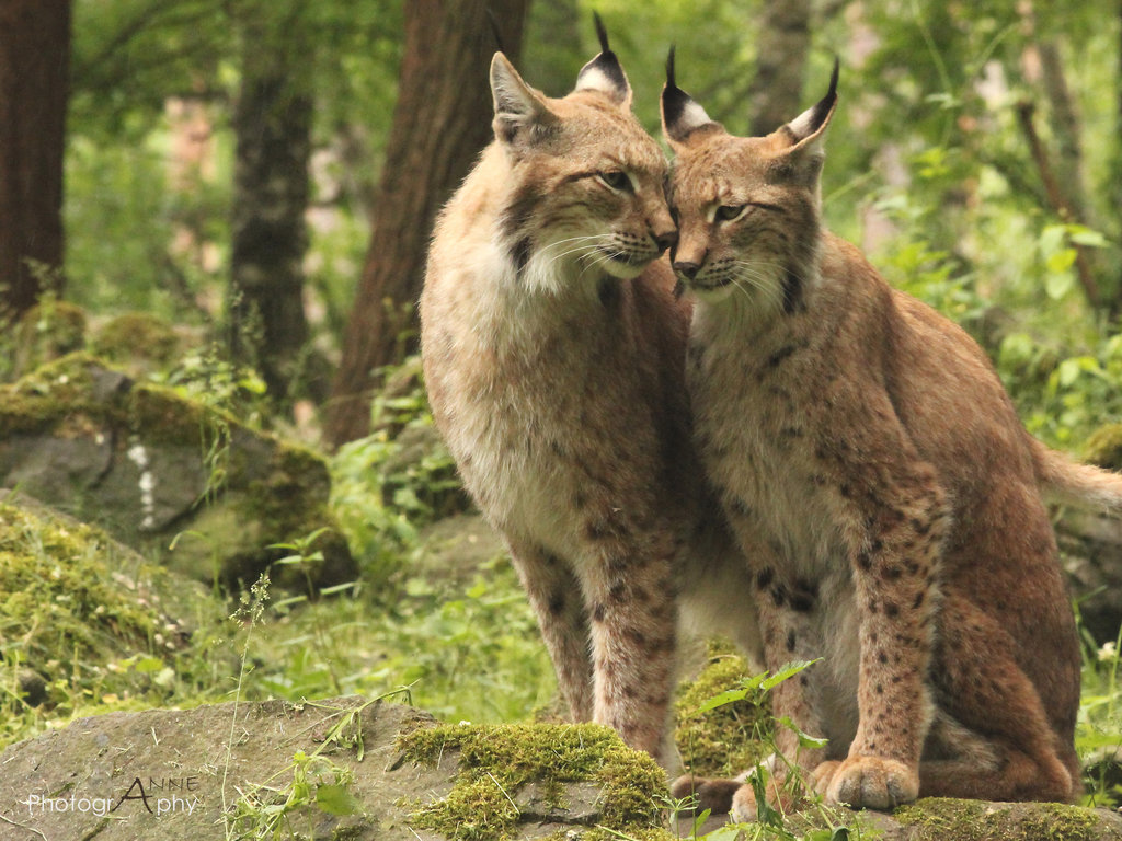 Tassels on the ears post. - The photo, Lynx, Caracal, Animals, Nature, Longpost, Small cats, Cat family