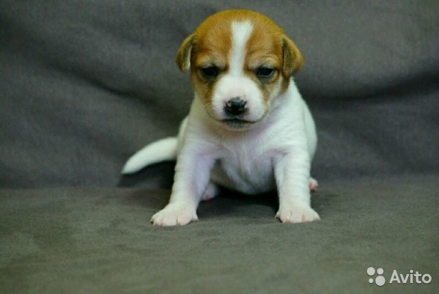 What is the cost of a thoroughbred puppy - My, , Jack Russell Terrier, Puppies, Dog, Breeders, Nursery, Milota, Longpost