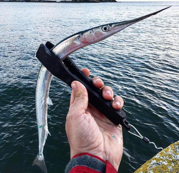 Garfish - Fishing, The photo, Catch, A fish