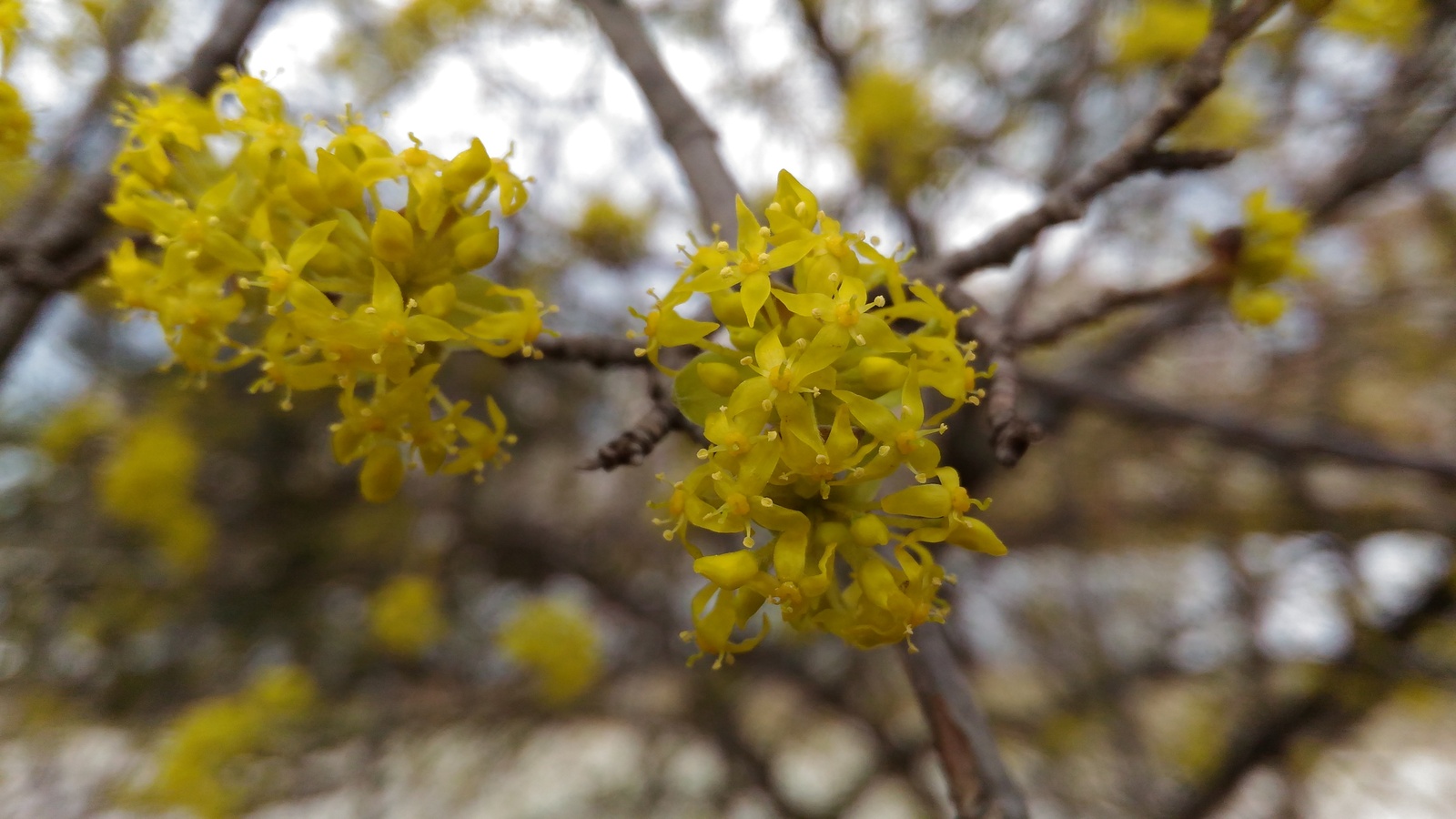 Spring - Spring, Flowers, Turtle, The photo, Longpost