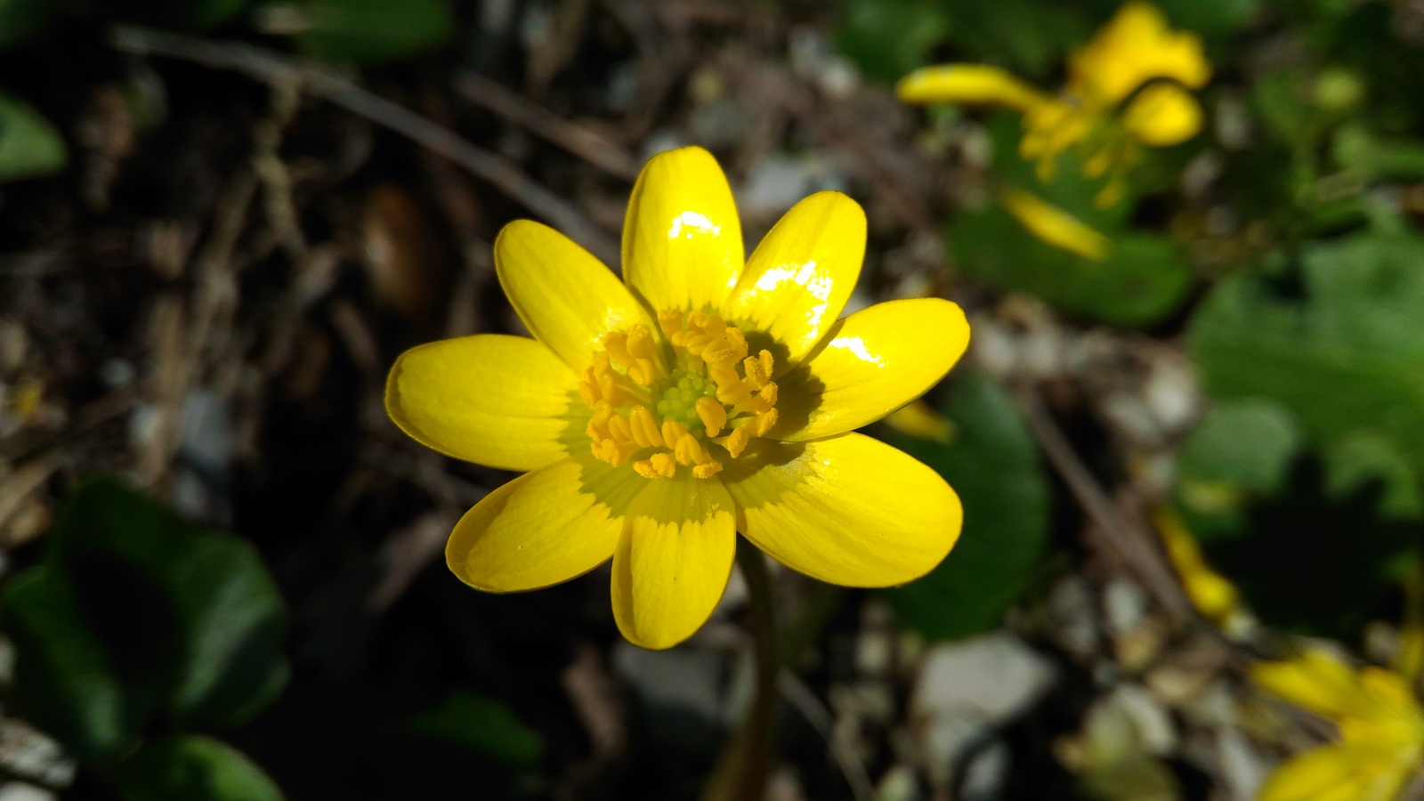 Spring - Spring, Flowers, Turtle, The photo, Longpost