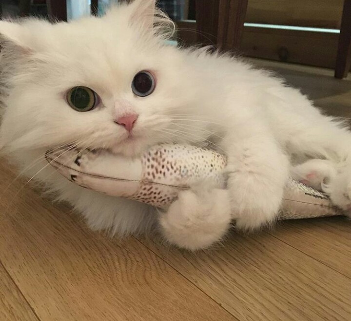 with toy) - cat, Toys