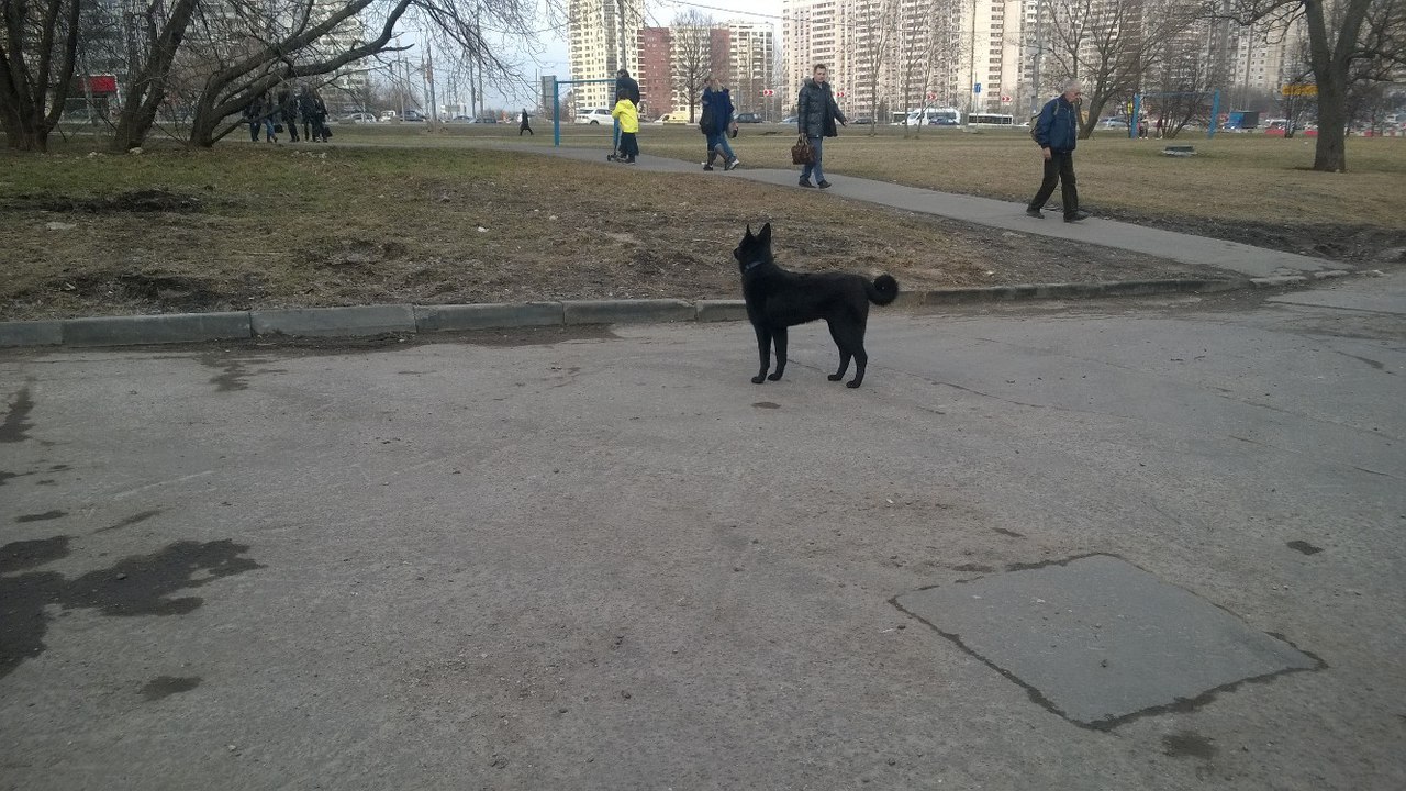 Found a black dog Laika in a blue collar. Owner Respond!!! There was already a similar announcement, the dog was overexposure, but apparently ran away (( - My, Youth, Krylatskoye, , Moscow, Dog, Help