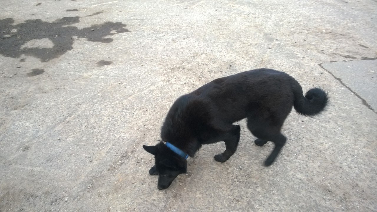 Found a black dog Laika in a blue collar. Owner Respond!!! There was already a similar announcement, the dog was overexposure, but apparently ran away (( - My, Youth, Krylatskoye, , Moscow, Dog, Help