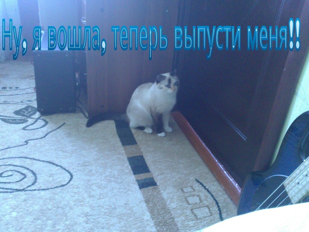 Туда-сюда) - Моё, Кошка издевается, Юмор, Кот