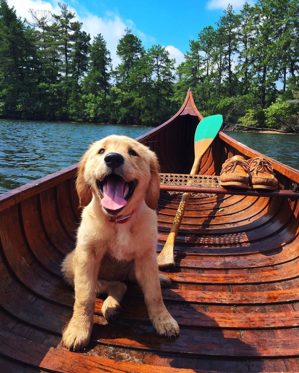 Happy puppy - Dog, Puppies, The photo, Water, A boat, Shoes