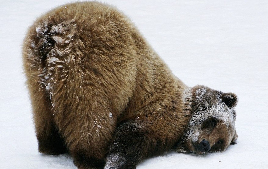 Not every woman is graceful and attractive, like this bear. - Bear, Pose, Models, , The photo, Animals, The Bears