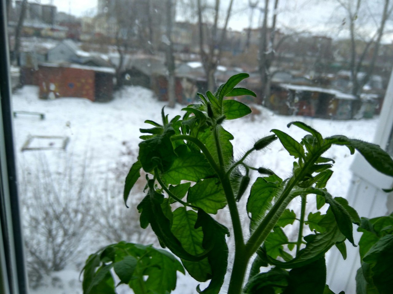 Having seen enough of the window sills of the gardeners - My, Vegetable garden on the windowsill, Tomatoes, Pepper, Plants, Longpost