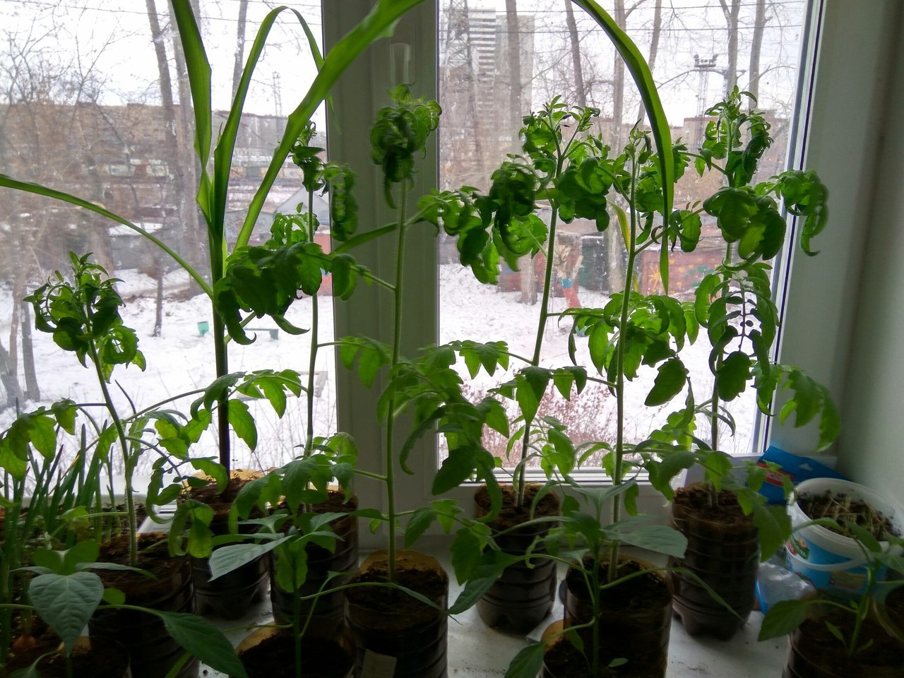 Having seen enough of the window sills of the gardeners - My, Vegetable garden on the windowsill, Tomatoes, Pepper, Plants, Longpost