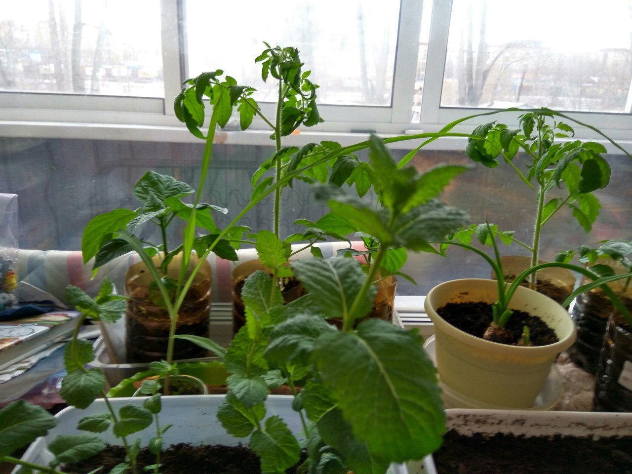 Having seen enough of the window sills of the gardeners - My, Vegetable garden on the windowsill, Tomatoes, Pepper, Plants, Longpost