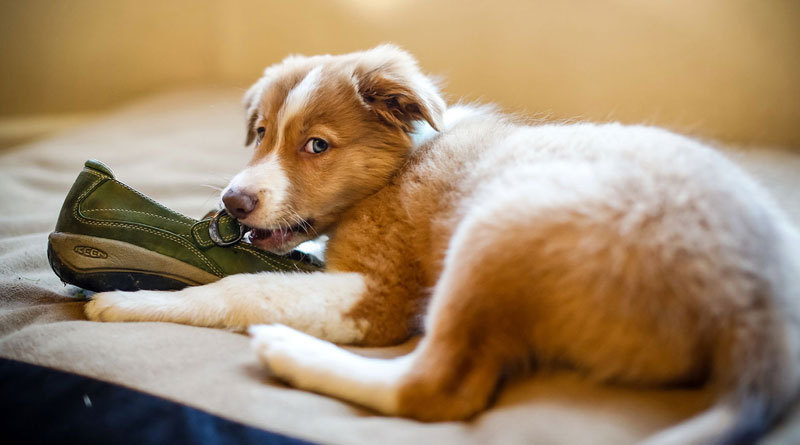 Проблемы поведения брошенных собак | Пикабу