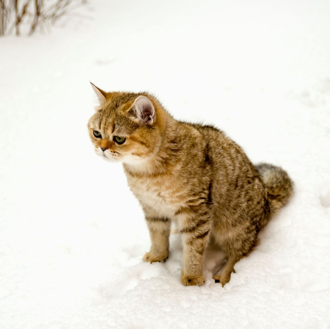 Go for a walk, they said. Spring has come, they said. - cat, Snow