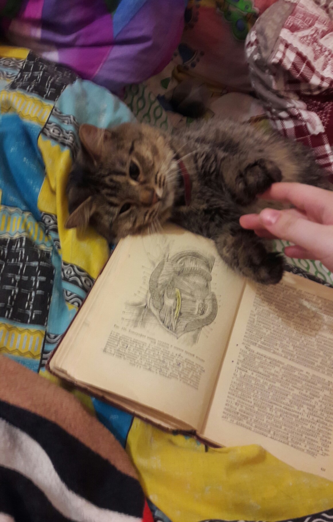 Cat against anatomy! - My, cat, Anatomy, Studying at the University, , Longpost