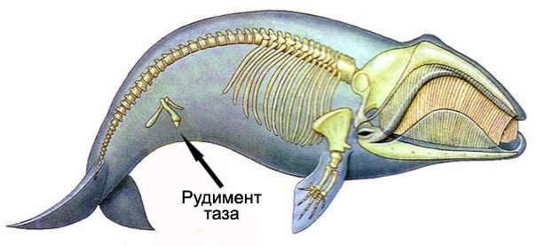 Because the theory of evolution is not a cake - My, Creationism, Evolution, Evolution theory, The science, Longpost