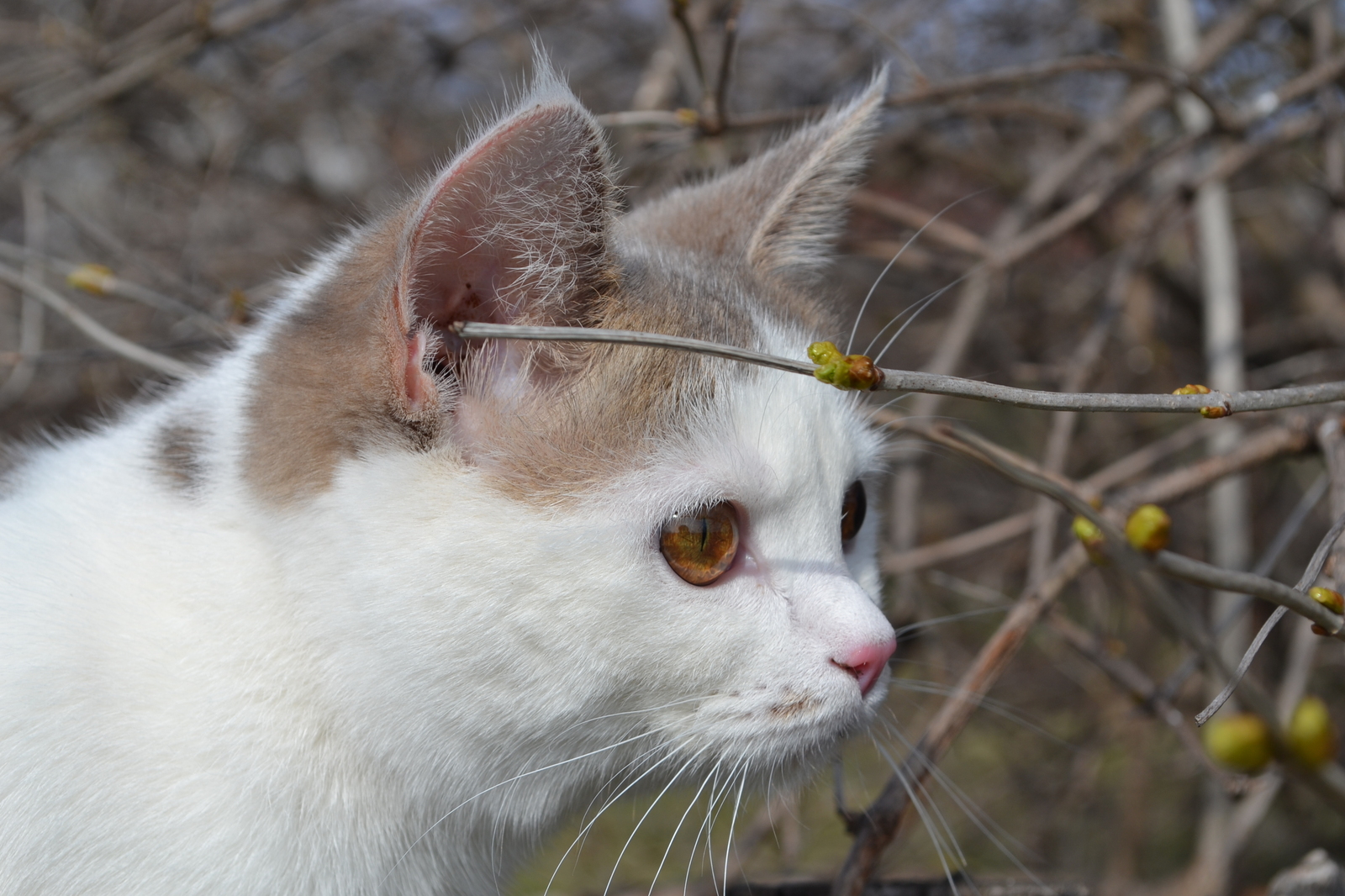 Luska and spring - My, cat, Spring