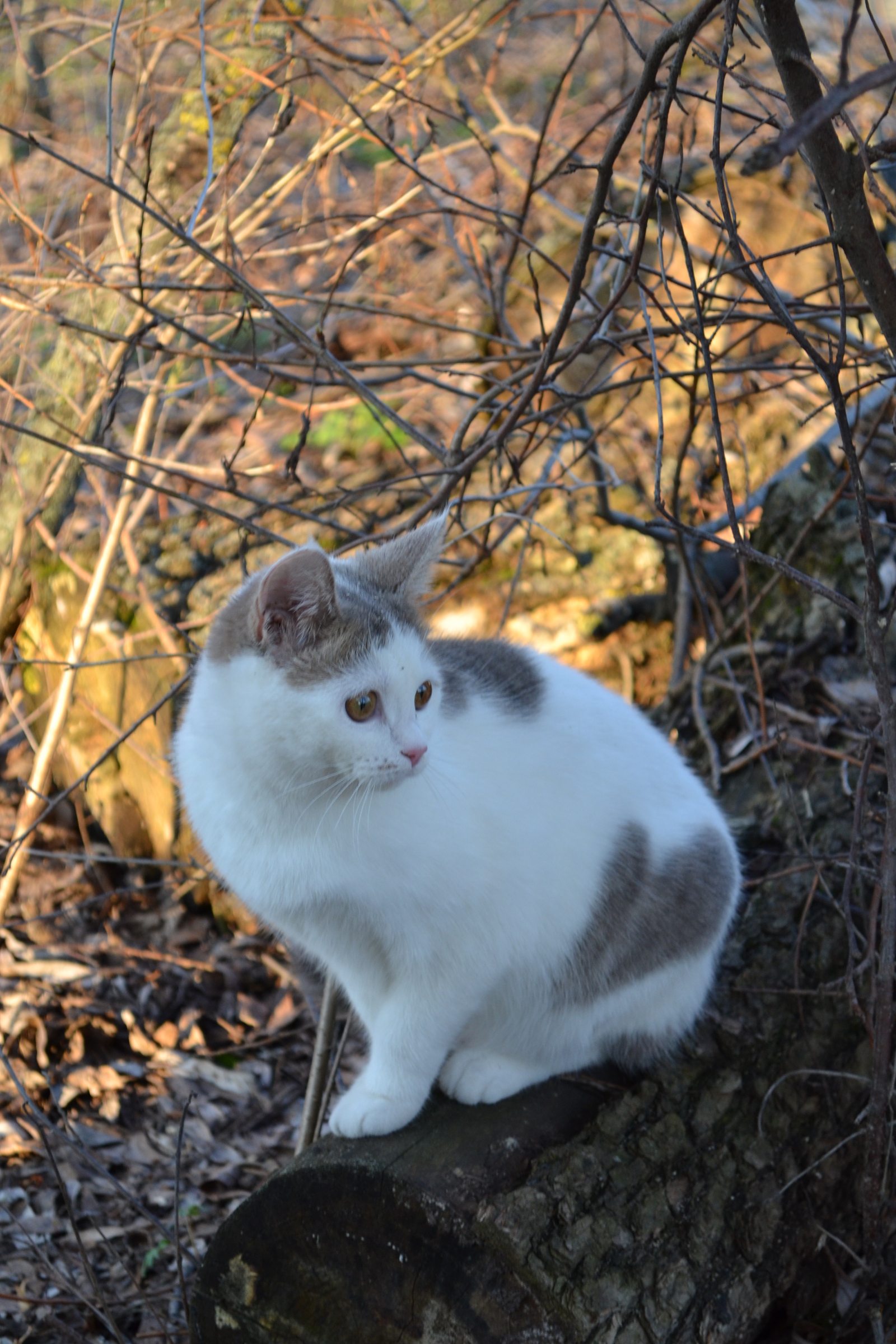 Luska and spring - My, cat, Spring