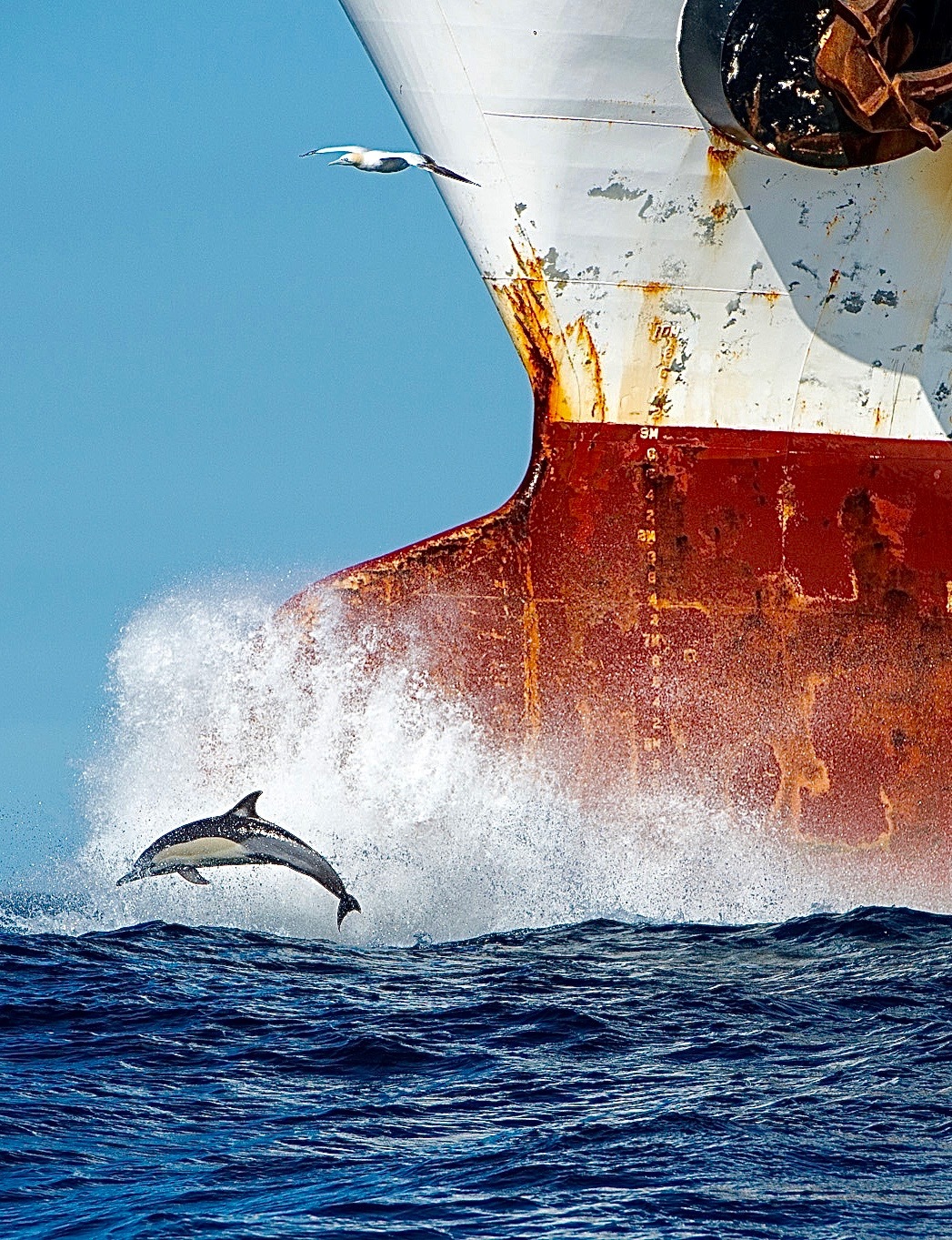 mourners - The photo, Dolphin, Seagulls, Vessel, Animals