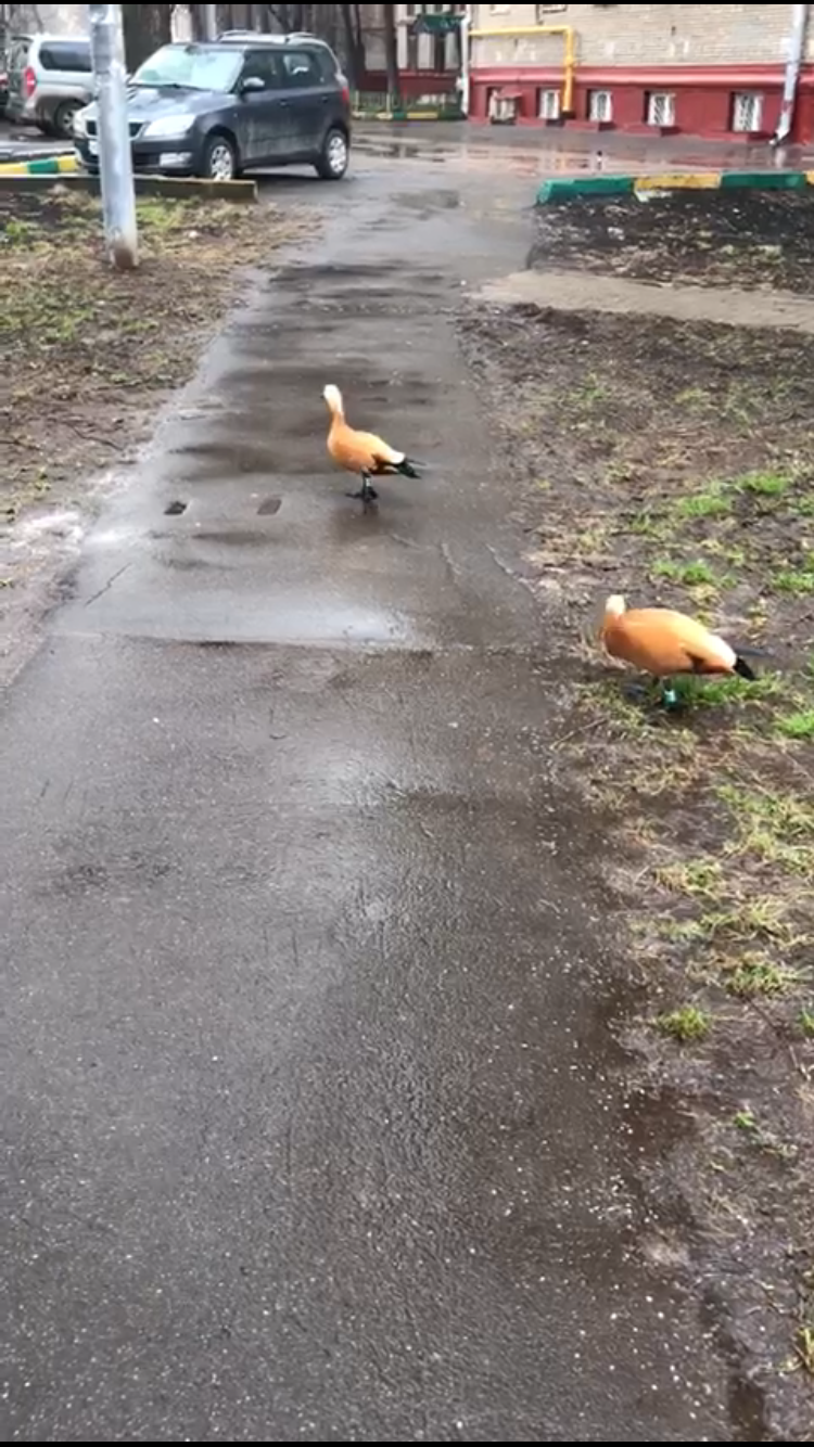 These are the friends I met today in Moscow on the Timiryazevskaya metro - My, Duck, Birds, Longpost