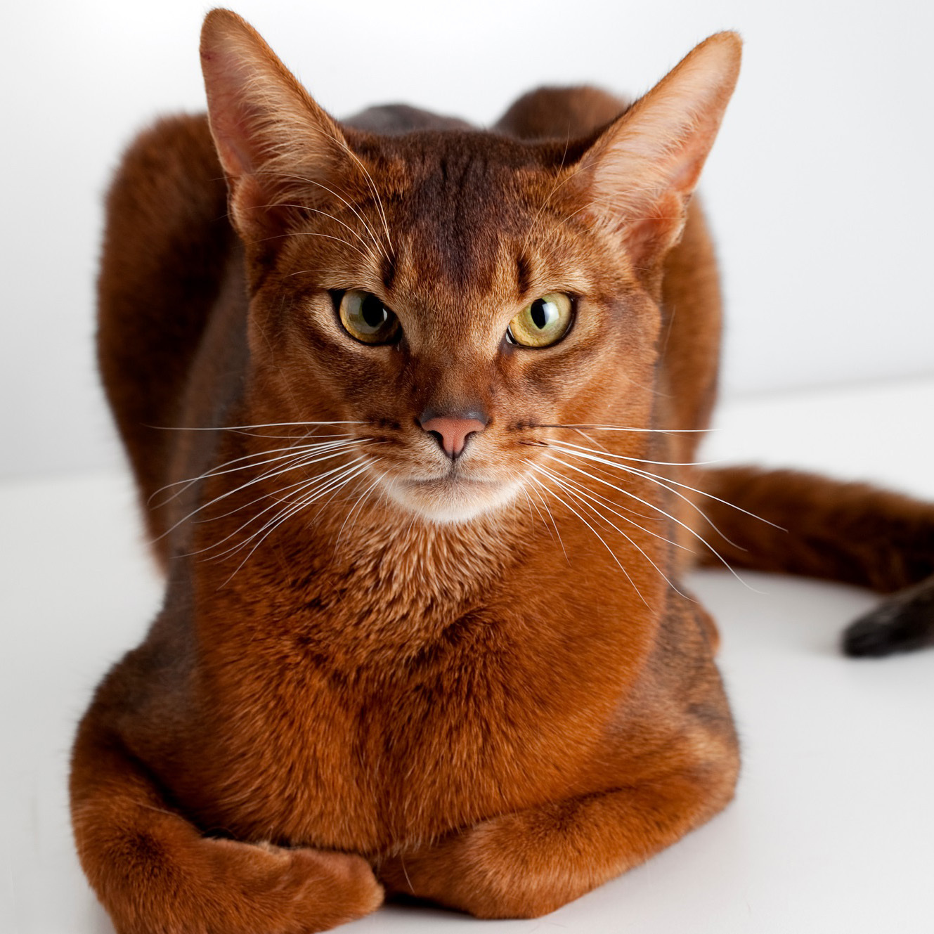 abessiata - cat, Abyssinian cat, A selection, Longpost