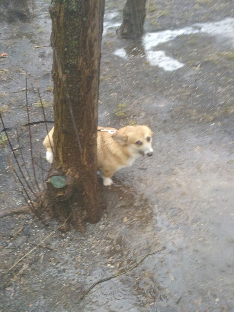 MSK: my dog ??for a walk yesterday and today - My, My, Corgi, Dog, Longpost