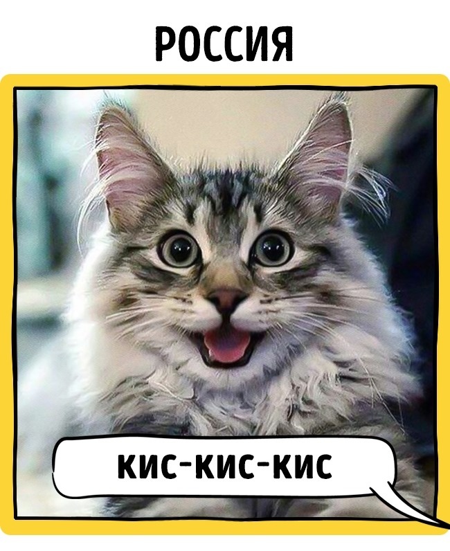 How cats are called in different countries. - cat, Call, Longpost