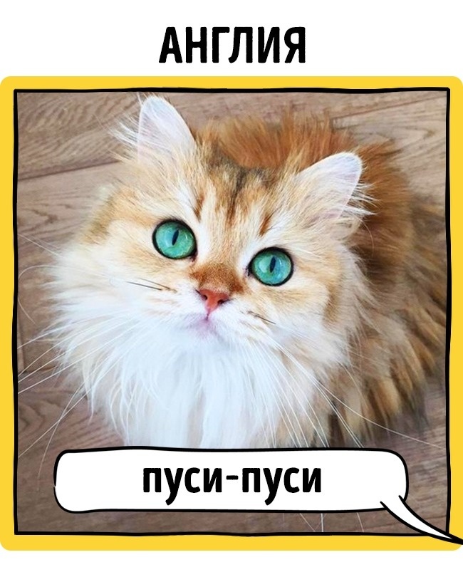 How cats are called in different countries. - cat, Call, Longpost