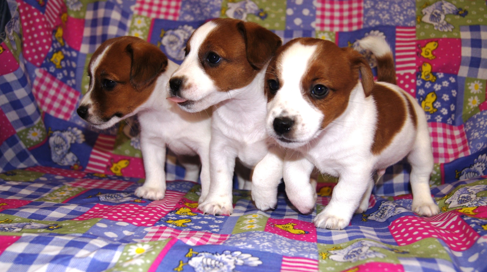 My energizers - My, Jack Russell Terrier, Moscow, Puppies, Dog