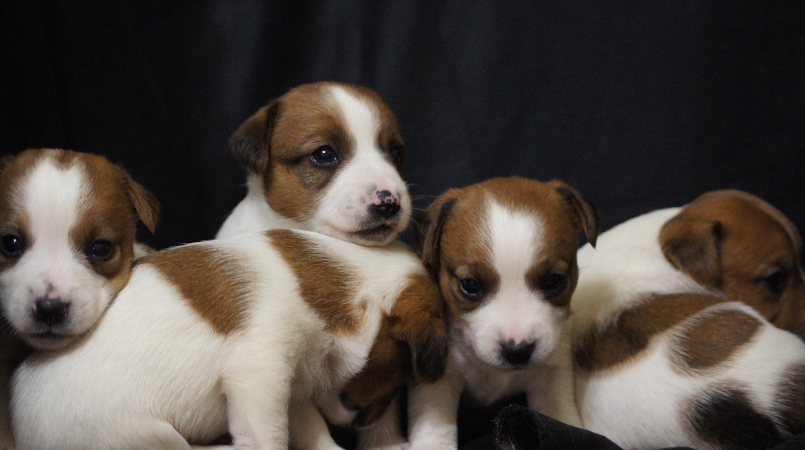 My energizers - My, Jack Russell Terrier, Moscow, Puppies, Dog